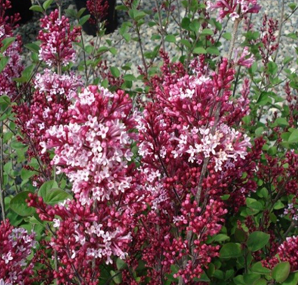 Сирень Мейера 'Тинкербелл' (вишневая)